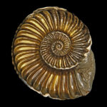Ammonite Trang Cá Nhân Nghia Shin