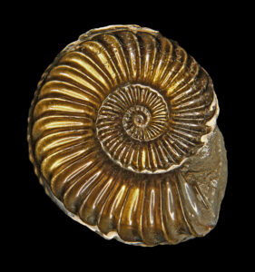 Ammonite Trang Cá Nhân Nghia Shin